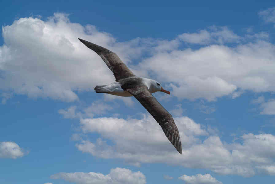 Albatros de Ceja Negra - islas Falkland o Malvinas  09.jpg